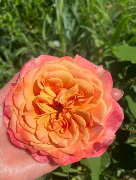 La villa cotta - Trandafiri la balta 2023