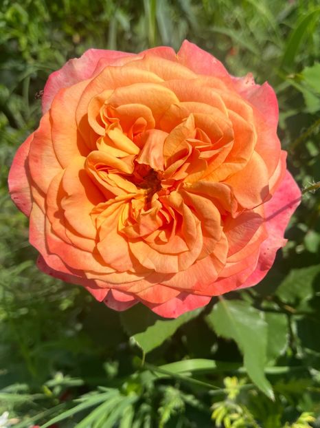 C08C6E74-1380-4DBA-9624-D98DF95A045E - Trandafiri la balta 2023