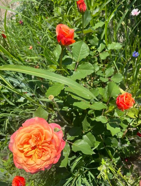 FD7F4EF9-CD59-4685-8515-B25B9073733B - Trandafiri la balta 2023