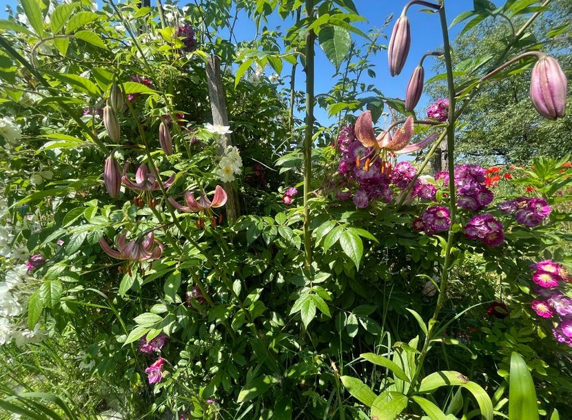 903BB625-AB24-4C38-BB9E-5B1B8263FE3C - Crini 2016 2023