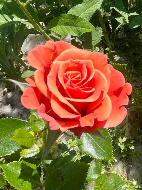 32E5D858-4A27-43C7-9551-0D791206501C - Trandafiri la balta 2023