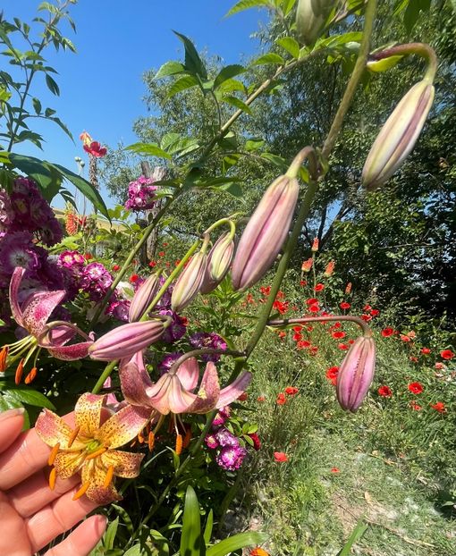 64A56170-DB93-4A0F-8227-4EA1804CF333 - Crini 2016 2023