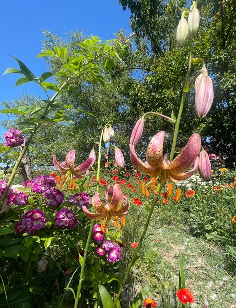 36DAEE22-DEE1-43B9-A897-0E5D9D926151 - Crini 2016 2023