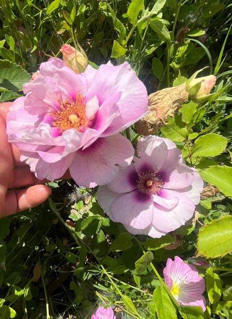 Eyes for you - Trandafiri la balta 2023