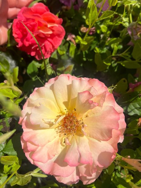 Aquarelle și Gebruder - Trandafiri la balta 2023