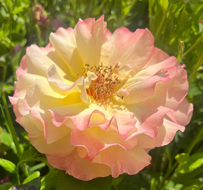 FBAEE457-6319-4312-880C-216BFB942D9C - Trandafiri la balta 2023