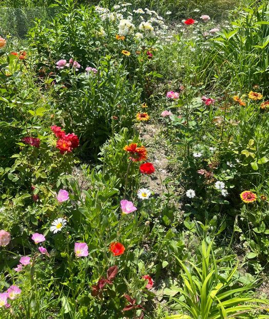 A959B1F7-08C4-46F2-B549-61A8AE72B3F0 - Flori la Balta 2016 2023