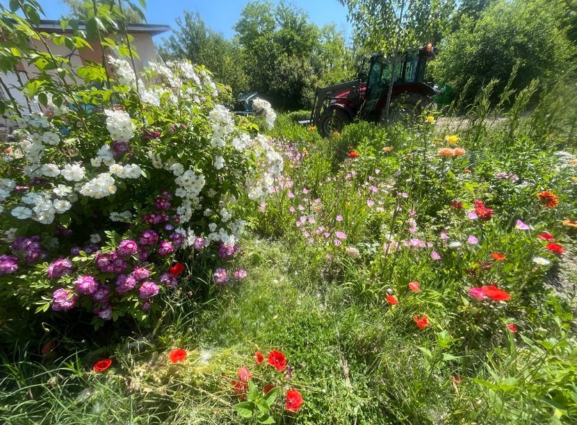 6A3EFC09-FDE9-44E5-B50B-B29B70B5E4EB - Trandafiri la balta 2023