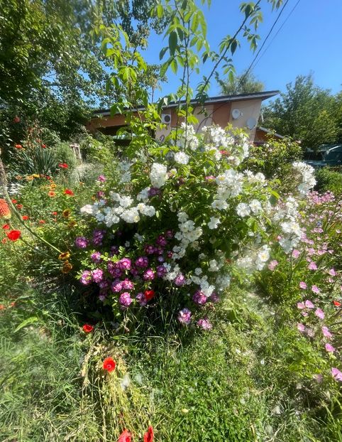 A057ED9A-2DA9-441F-8C37-1AC3DB2FA536 - Trandafiri la balta 2023