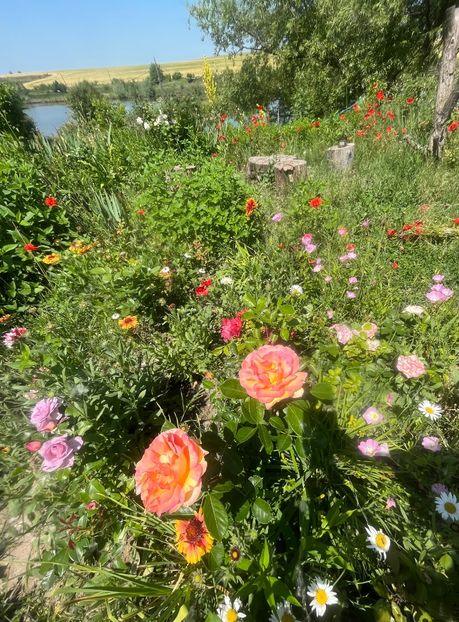 E76E74CD-463A-425D-85D9-D80E5A657A0C - Trandafiri la balta 2023