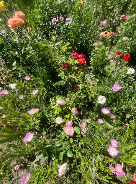 7FF232D1-62EA-4E7C-A718-4520BCFED8C3 - Trandafiri la balta 2023