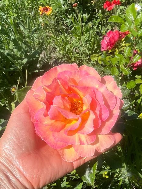 Marc Chagal - Trandafiri la balta 2023