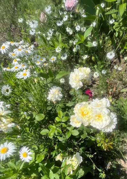 DCD85F66-C51C-40DA-8D97-087CC51E9476 - Trandafiri la balta 2023