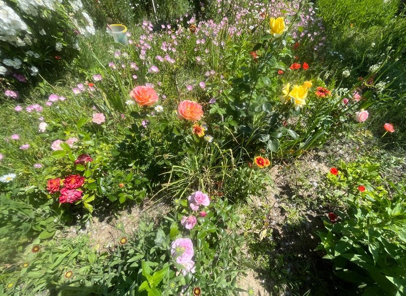 4938392E-EAC8-4A0B-B356-DBB36C6A3588 - Trandafiri la balta 2023