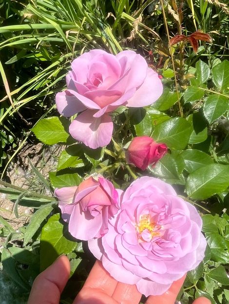 A3AB8284-FC70-4002-8072-AA9249633D7B - Trandafiri la balta 2023