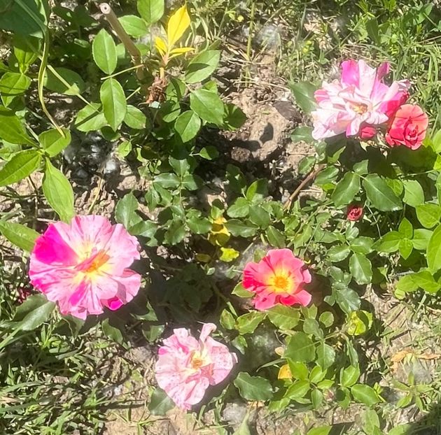 5534AA3E-8819-4ADC-97C0-7A3A83765449 - Trandafiri la balta 2023