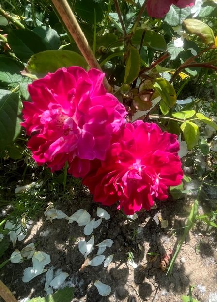 7B0A7464-8566-436F-9989-3C705205909C - Trandafiri la balta 2023