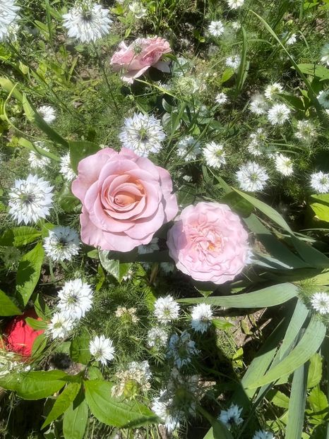 C49E893B-1943-44E3-8E86-EE9FFD7DDA49 - Trandafiri la balta 2023