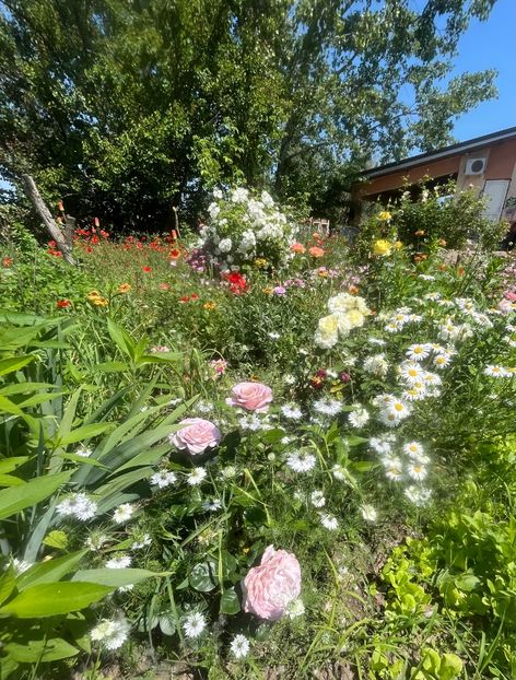 C8EB480E-2A06-45E3-A561-37C30B2F9280 - Trandafiri la balta 2023