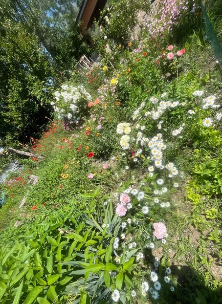 7E4AC94F-681B-44B1-8614-B6A2715E82AF - Trandafiri la balta 2023