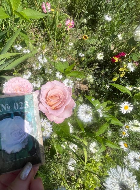 87431AB1-6B9F-48B5-8AB4-8CADD5BD3C89 - Trandafiri la balta 2023