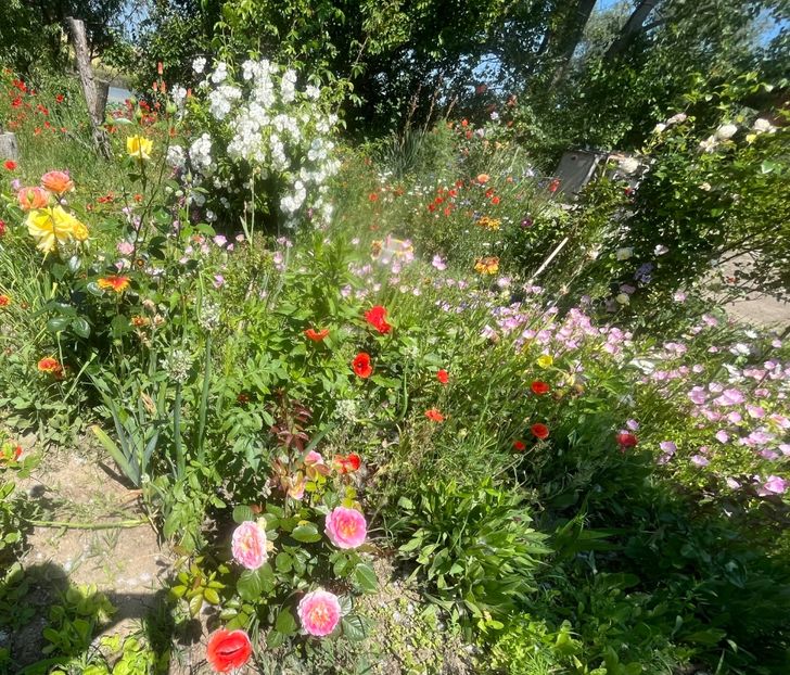 90E51914-3A81-4833-88D0-4D43131DF373 - Trandafiri la balta 2023