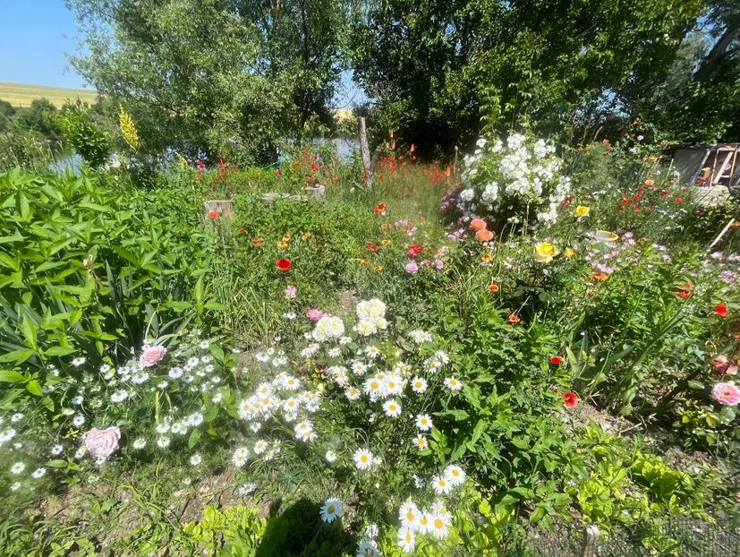 E52A9A9A-1205-442C-A2A2-99D97D27313E - Trandafiri la balta 2023