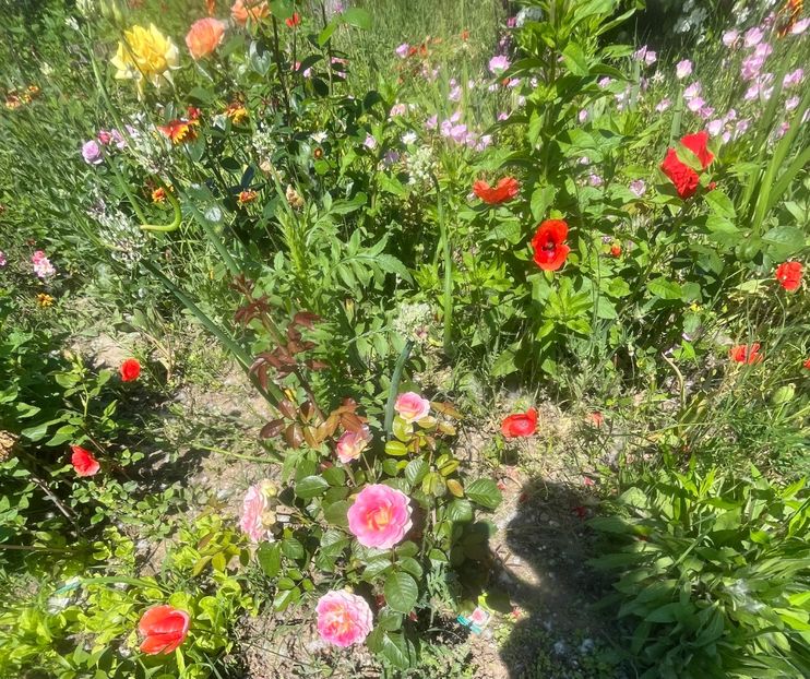 C9D27206-25B4-4702-BEE1-8D21F7270FBD - Trandafiri la balta 2023