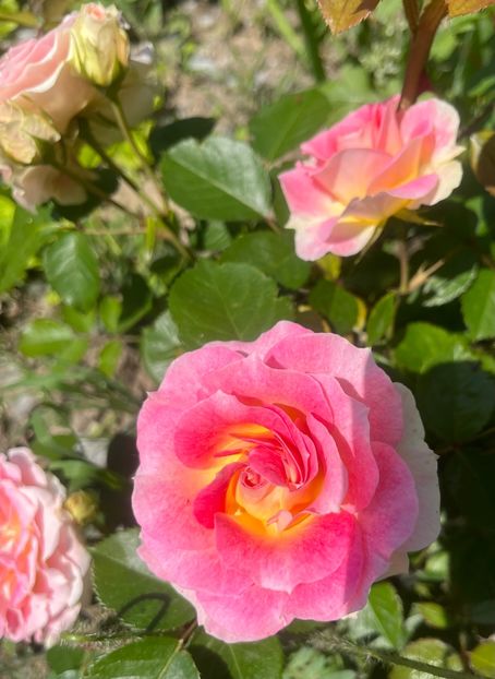 5282B39A-D56E-4FCB-9D22-1D9DCB4A32E9 - Trandafiri la balta 2023