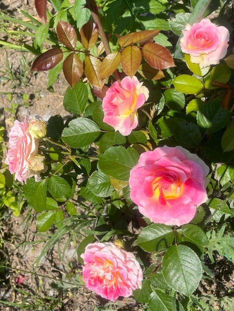 B7A027AF-9D2C-408D-A00B-45ED5EAA1E9E - Trandafiri la balta 2023