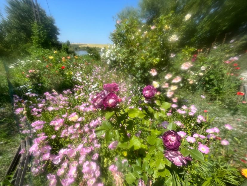 5786DA38-E71C-47DF-9C62-2B83FF1F88CD - Trandafiri la balta 2023