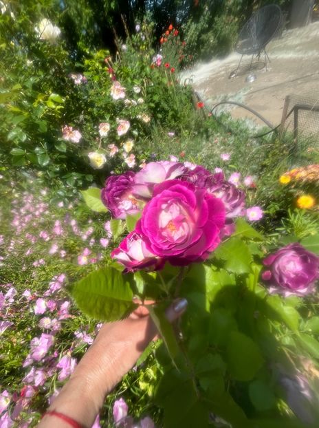 2E04823F-6D1A-4B57-941C-649E365482DD - Trandafiri la balta 2023