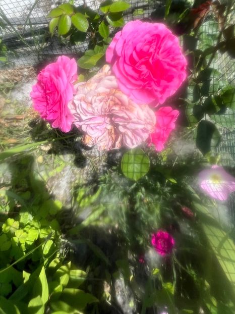 C5DD0917-9F41-47EA-955F-BA6BA129A4FA - Trandafiri la balta 2023