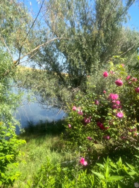 21E1D86F-2A4A-4885-9AEF-25D00F20C2DB - Trandafiri la balta 2023