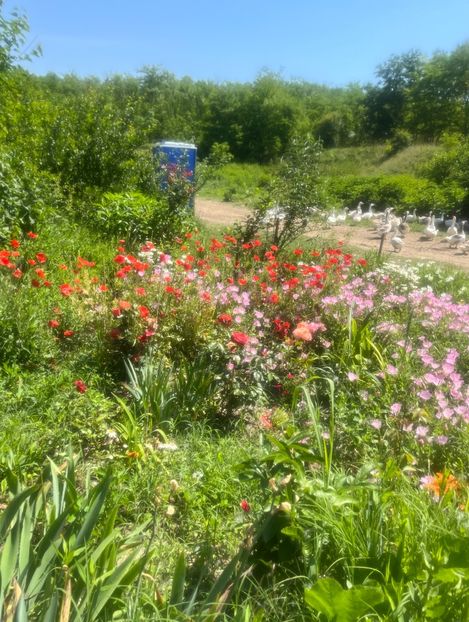 BD22C8CE-B49C-4FA8-96DC-C71897C88D11 - Trandafiri la balta 2023