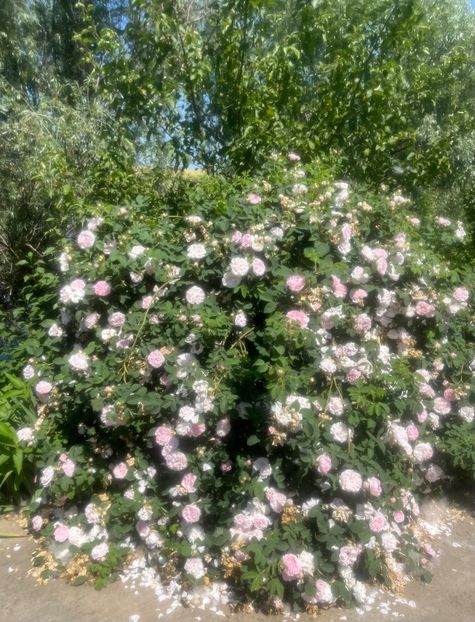 A48BE0D5-97A6-4947-BF6C-7D45C15CE922 - Trandafiri la balta 2023