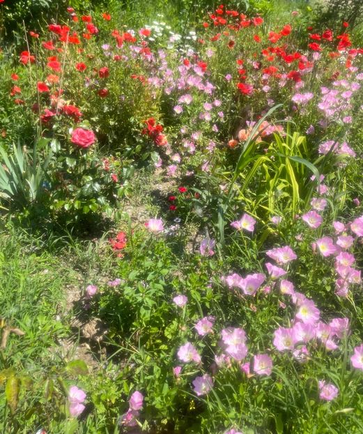 AAD00380-4CB9-49AF-89D8-68056327EB89 - Trandafiri la balta 2023