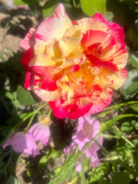 5598793D-186B-413A-A2E6-2C4AA862550D - Trandafiri la balta 2023