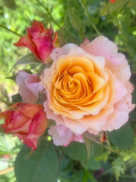 EAACF9ED-10EB-4AB6-92E9-C4C3EDD2BDB7 - Trandafiri la balta 2023