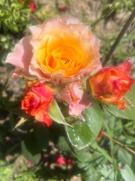 FCAC34C7-576B-4E66-A9EB-D00A7BD1D3A5 - Trandafiri la balta 2023