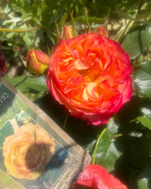 B9836C25-54A6-4020-998A-6ED77C6AE00E - Trandafiri la balta 2023