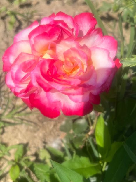 22136E8A-1A1E-47C0-B578-EAB3809003BA - Trandafiri la balta 2023