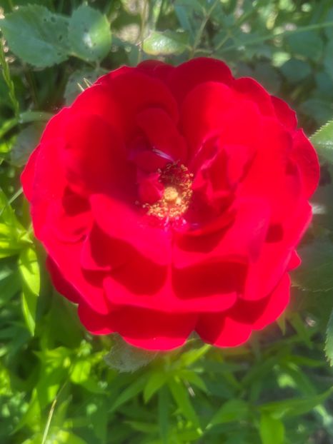 88CF52F5-354D-4FFF-BB12-A38D2EBE4E03 - Trandafiri la balta 2023