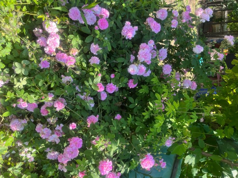 6E0F44DE-9459-4495-99FA-9F3AA5F5C472 - Trandafiri la balta 2023