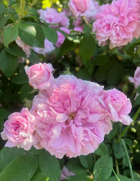 5D14EAFB-1676-48D8-8ADD-0F1339BF38F4 - Trandafiri la balta 2023