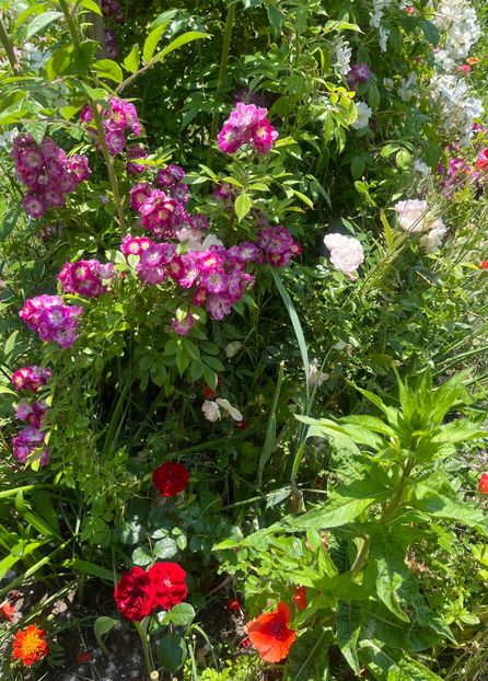 847BC6D8-A571-449D-B170-5A5836C9CEED - Trandafiri la balta 2023