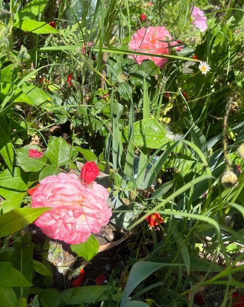 A72B3503-43EA-449D-837D-3FF8A403EB39 - Trandafiri la balta 2023