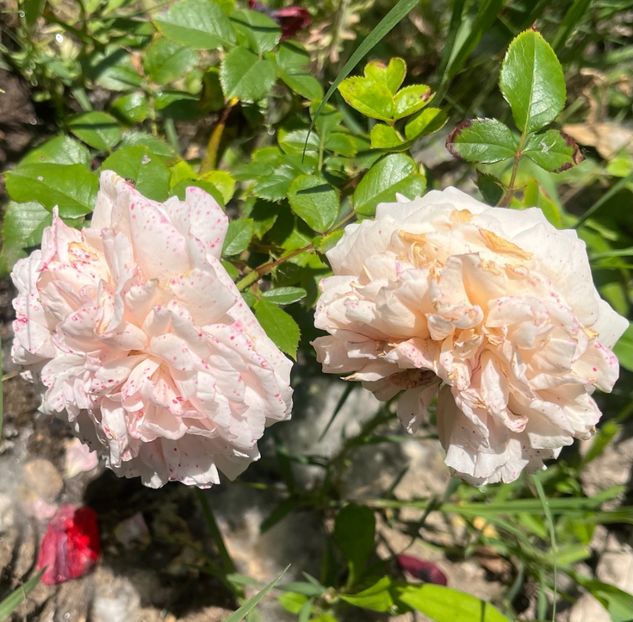 D1B9D5FD-5D7F-4A2D-91FB-77F105BAC06F - Trandafiri la balta 2023