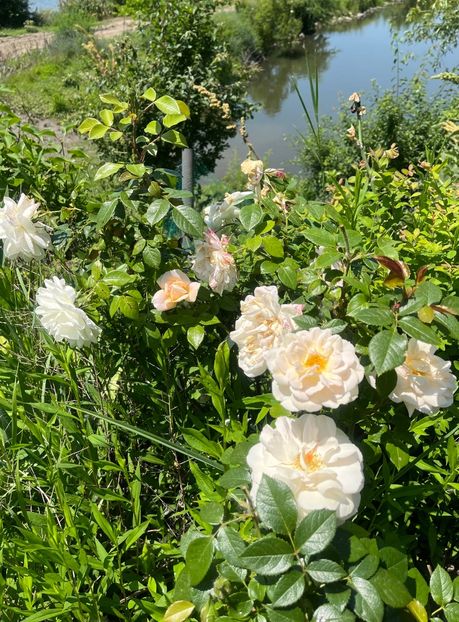 0856D9A4-C14D-4ADB-B9C9-D9A839FE409E - Trandafiri la balta 2023