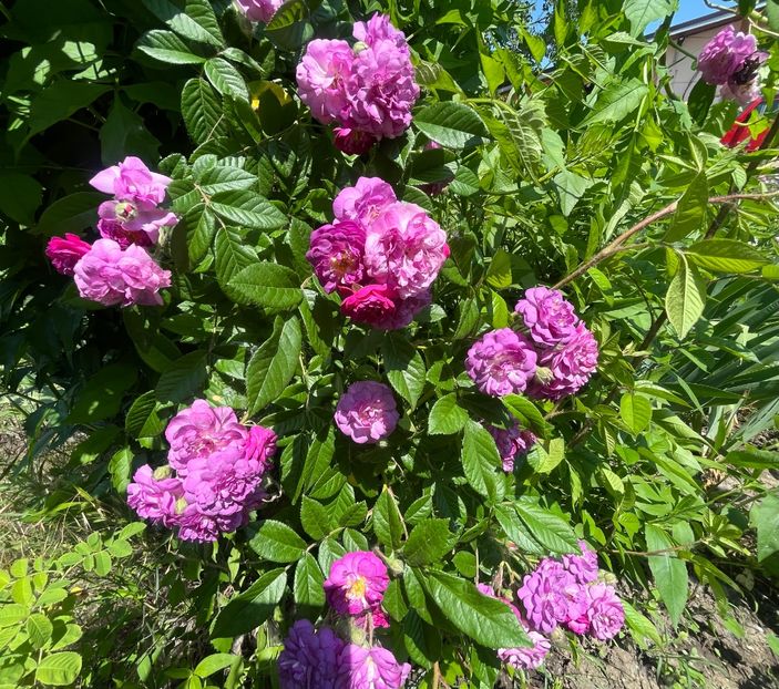 B2E308D2-901C-4822-BD45-C41229828B41 - Trandafiri la balta 2023